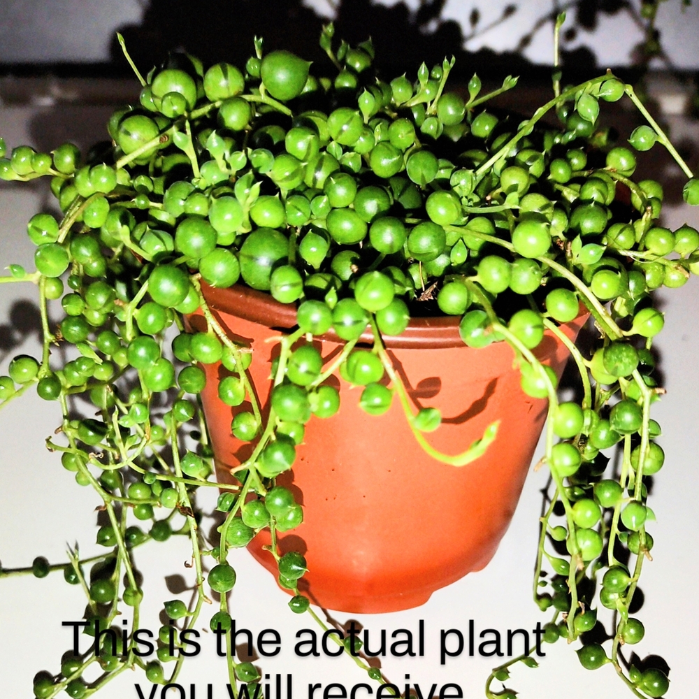 Green String of Pearls Plant in Terracotta Pot